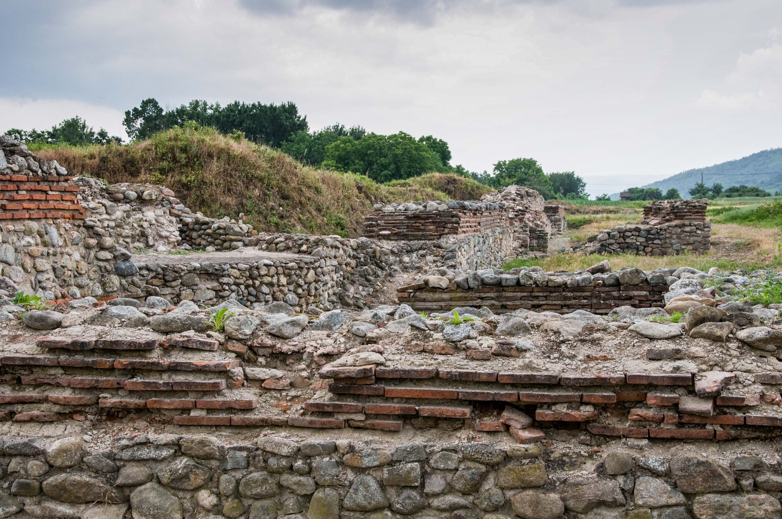 Timacum minus